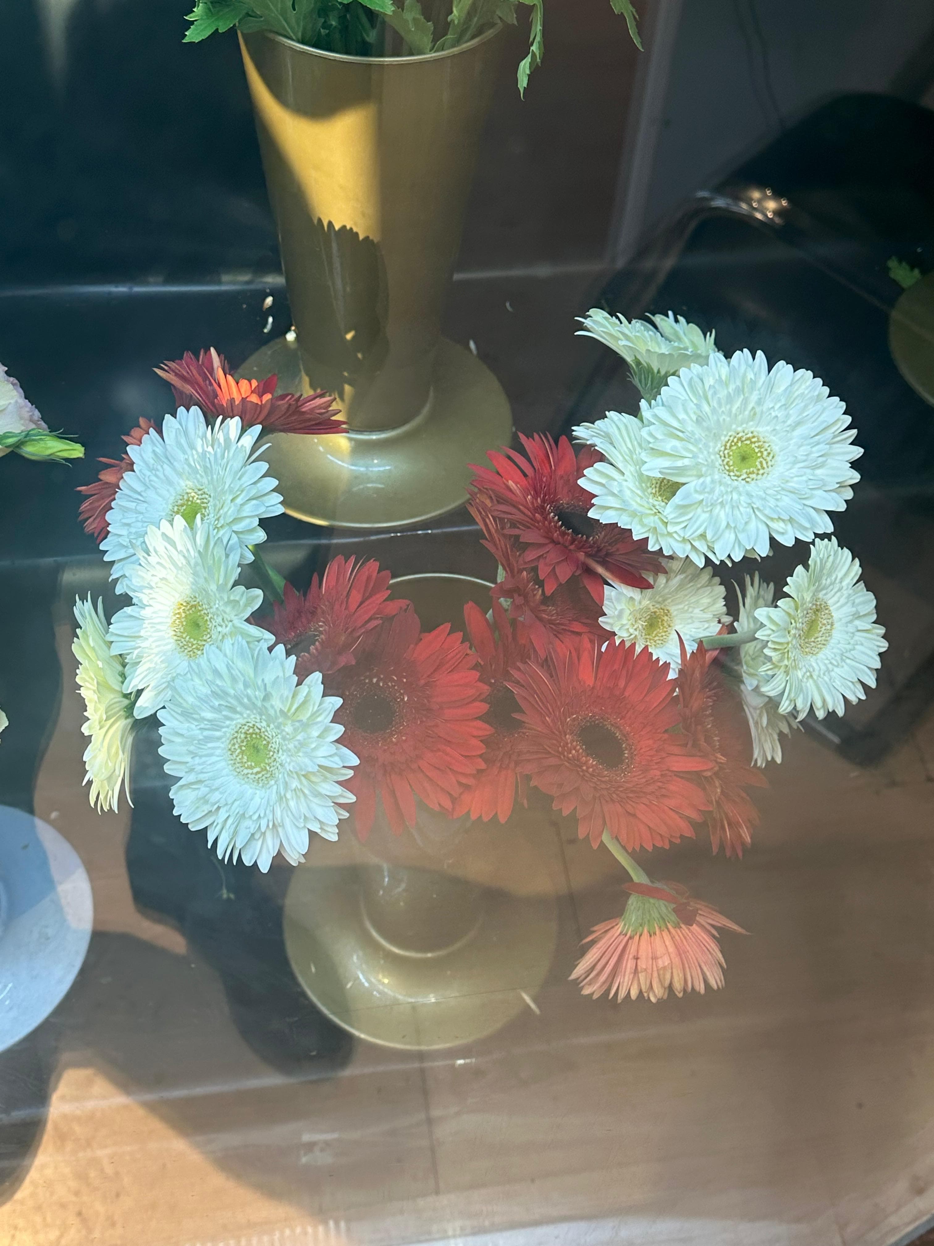 Kırmızı gerbera