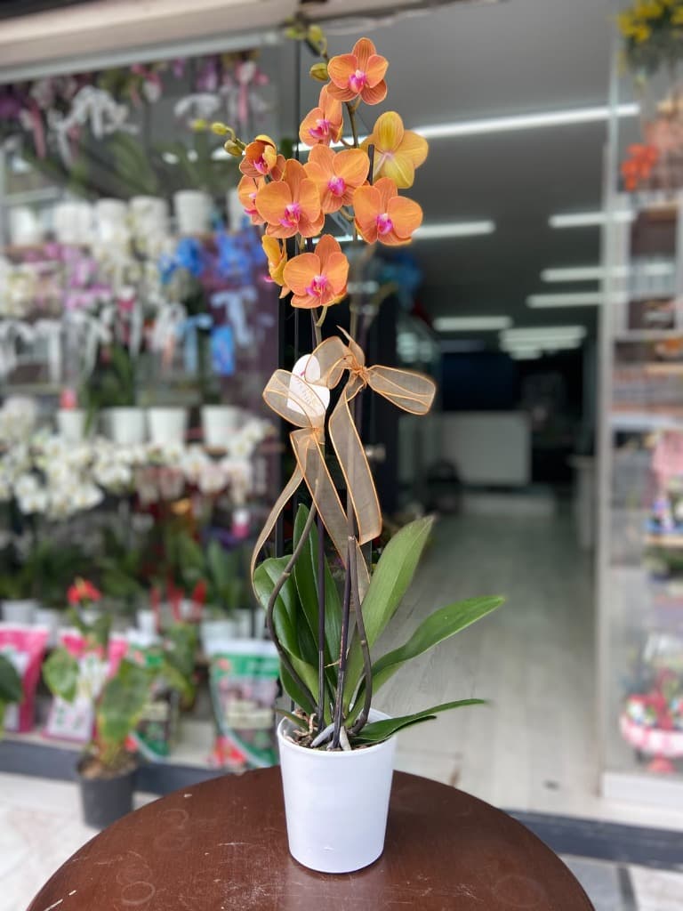 Turuncu 2 Dallı Orkide