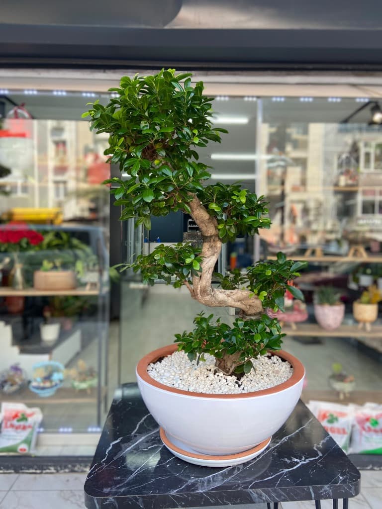 Ficus Bonsai S 90 cm