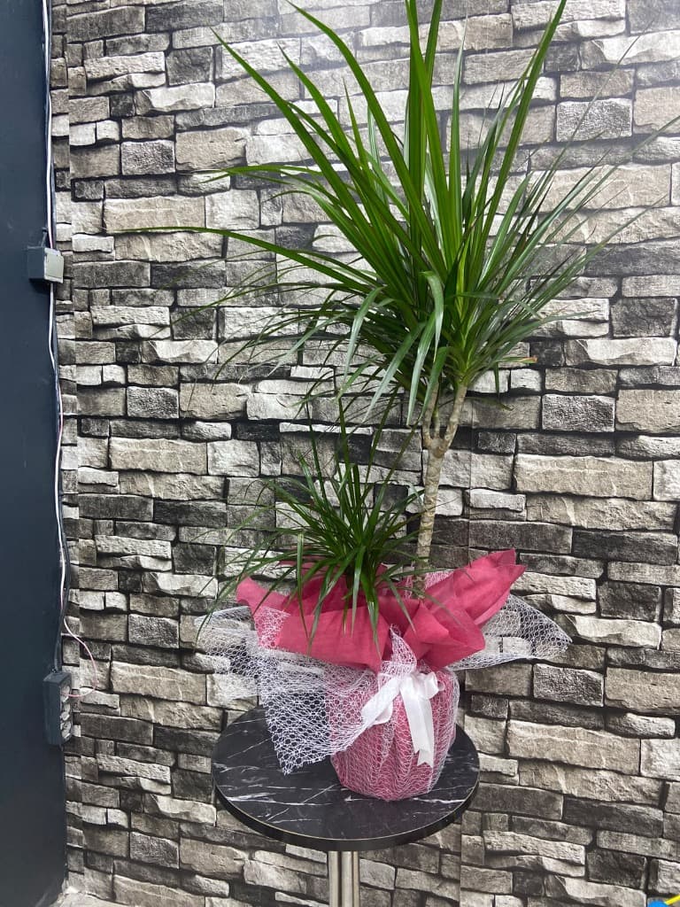 Saksıda 2 Gövdeli Drecana Marginata 120 cm