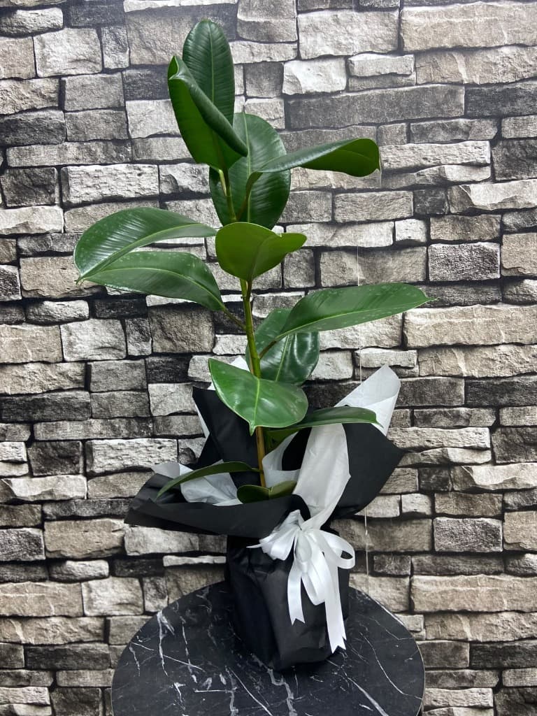 Kauçuk Saksı Çiçeği 110cm