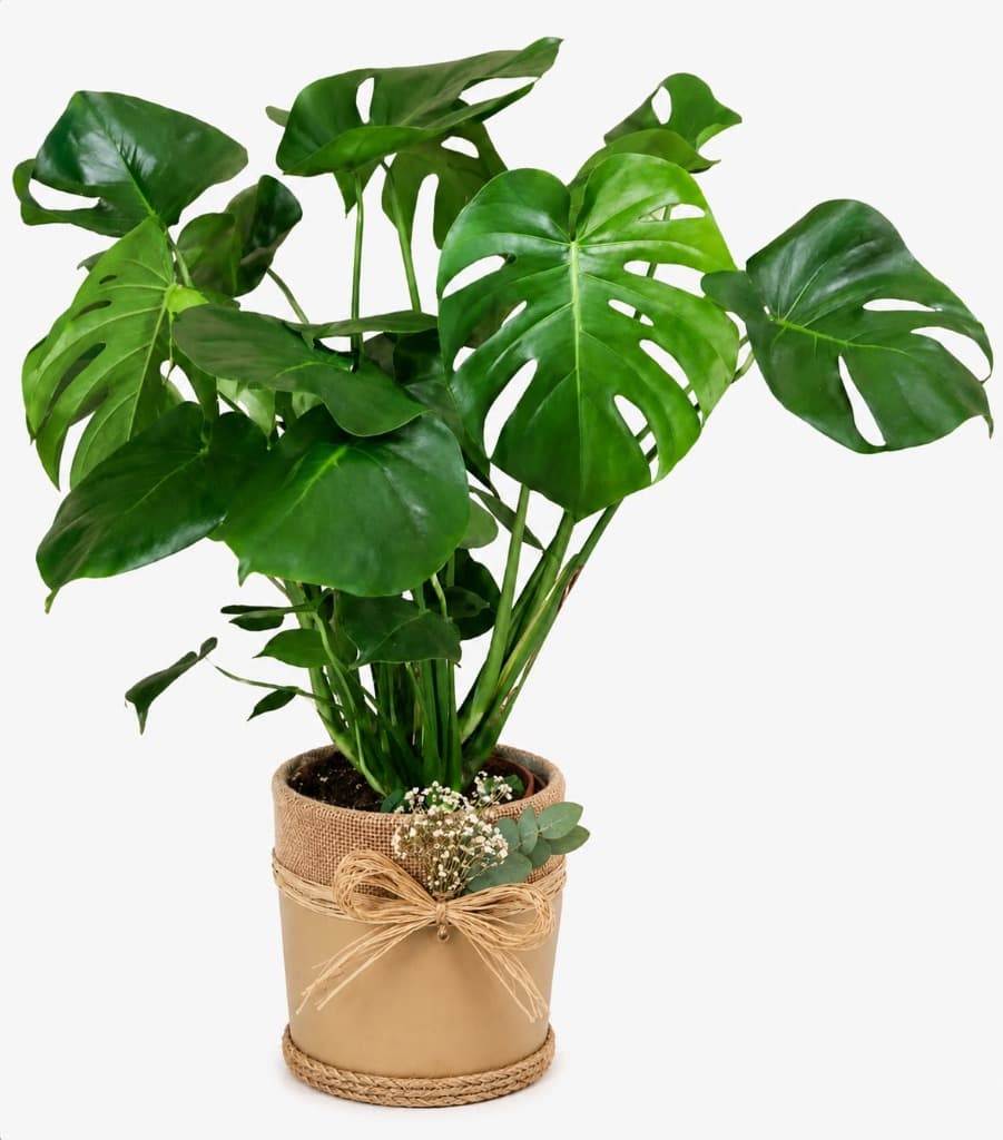 Monstera (Deve Tabanı)