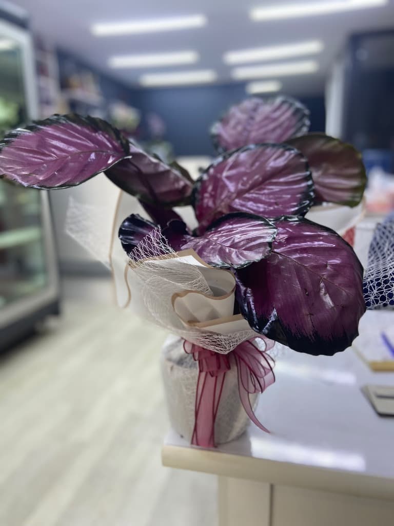 Pembe Calathea Bitkisi 45-50 cm