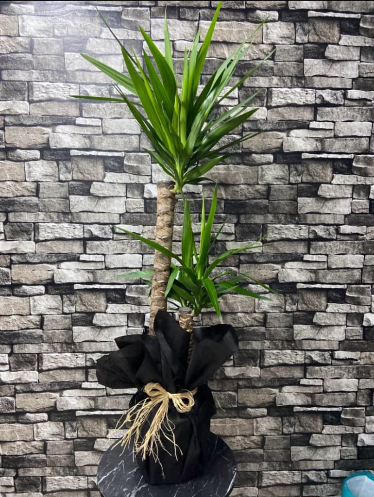 2 Gövdeli Yucca 120cm