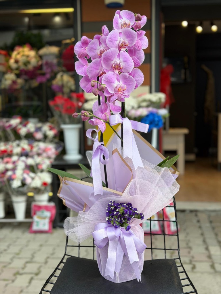 Jumbo 2 Dallı Pembe İthal Orkide