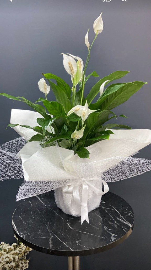 Barış Çiçeği (Spathiphyllum)