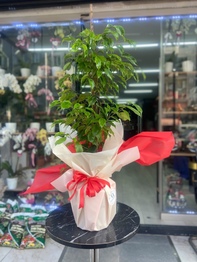 Ficus Benjamin 110cm