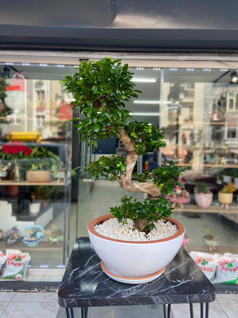 Ficus Bonsai S 90 cm
