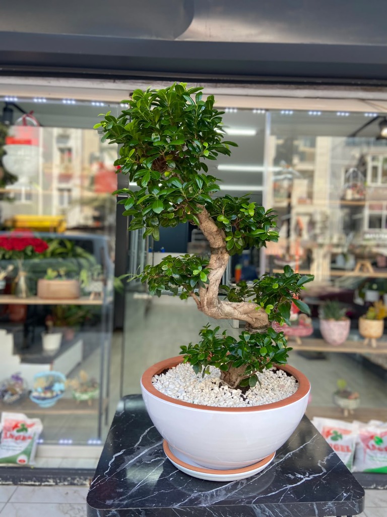 Ficus Bonsai S 90 cm