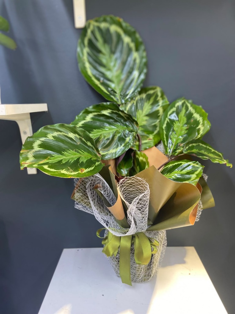 Saksıda Calathea Bitkisi 45-50 cm