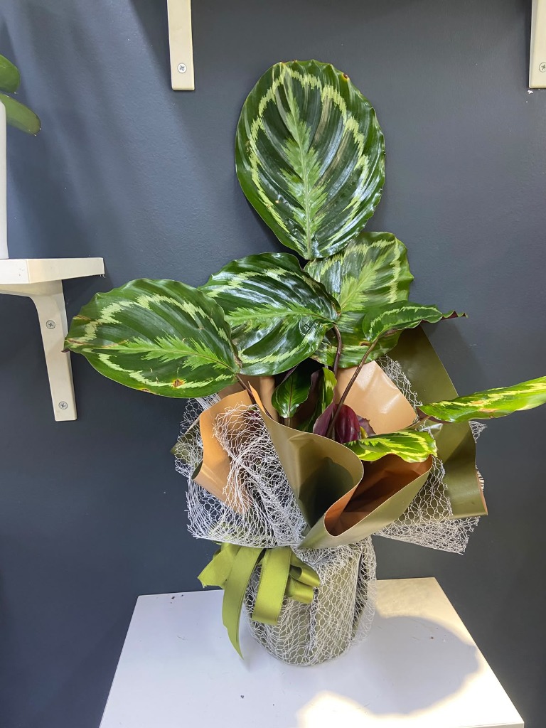 Saksıda Calathea Bitkisi 45-50 cm
