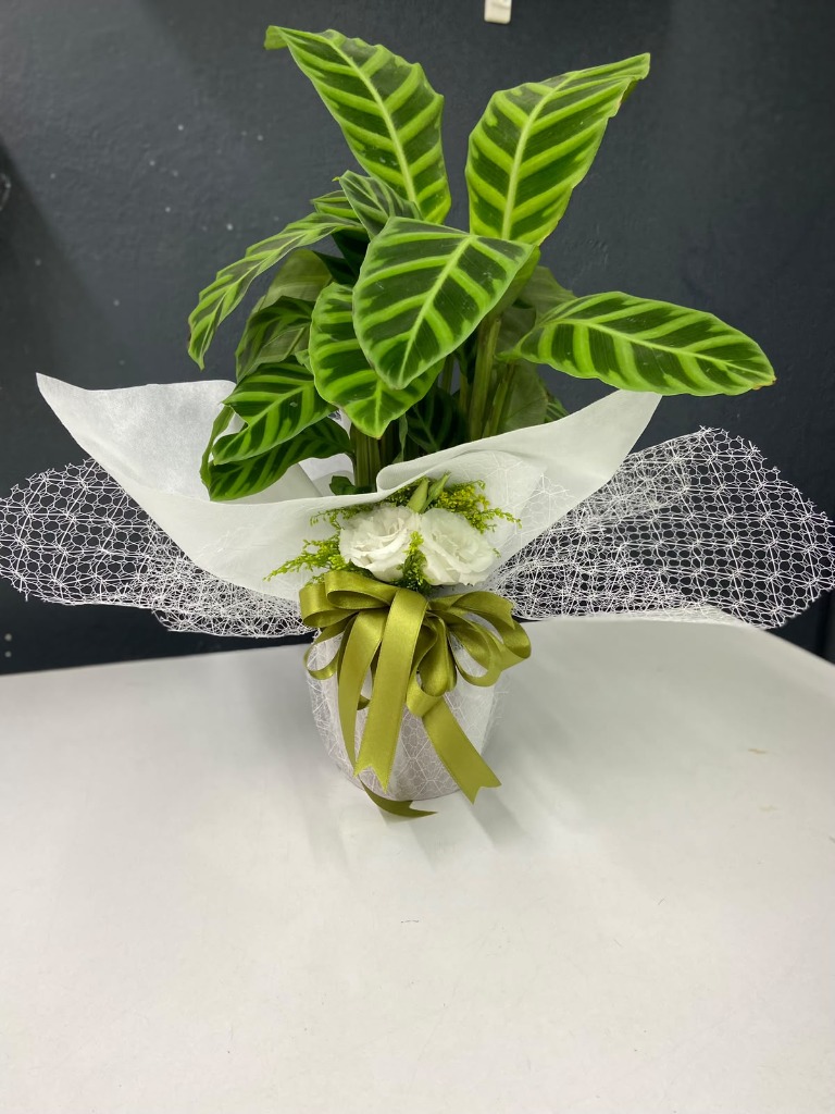 Calathea Zebrina (Dua Çiçeği)