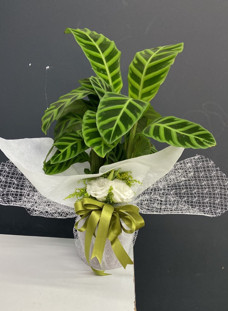 Calathea Zebrina (Dua Çiçeği)