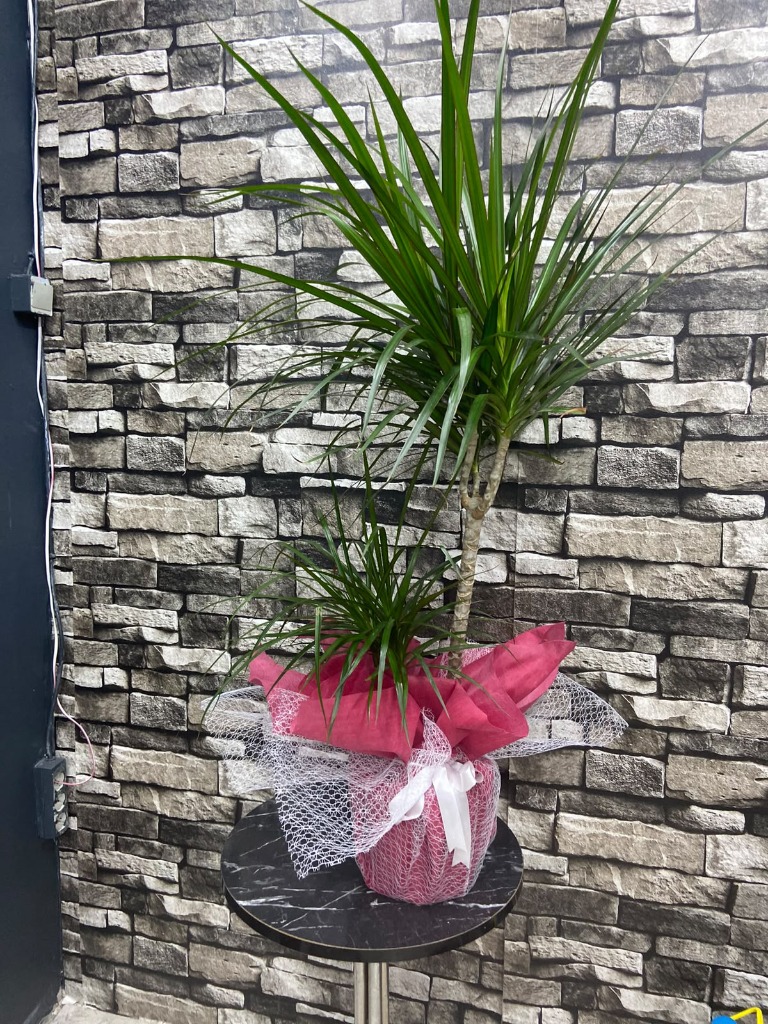 Saksıda 2 Gövdeli Drecana Marginata 120 cm