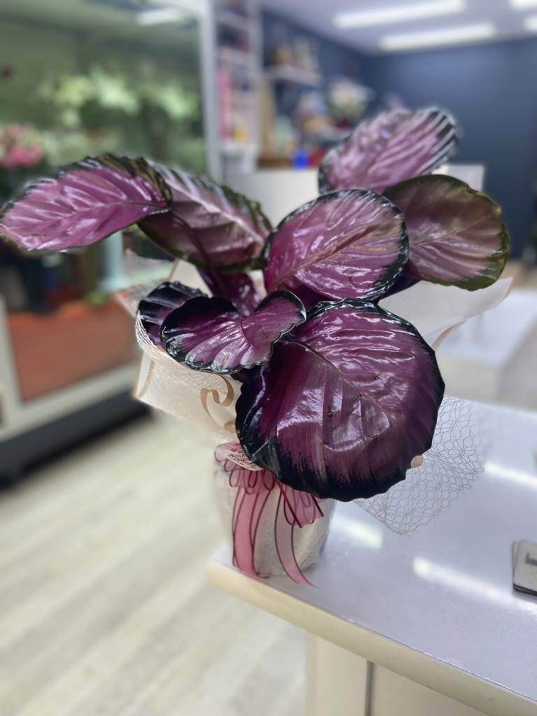 Pembe Calathea Bitkisi 45-50 cm