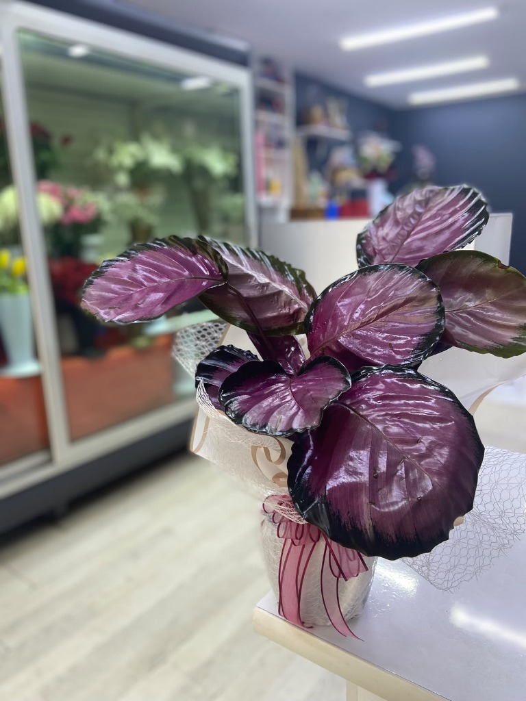 Pembe Calathea Bitkisi 45-50 cm