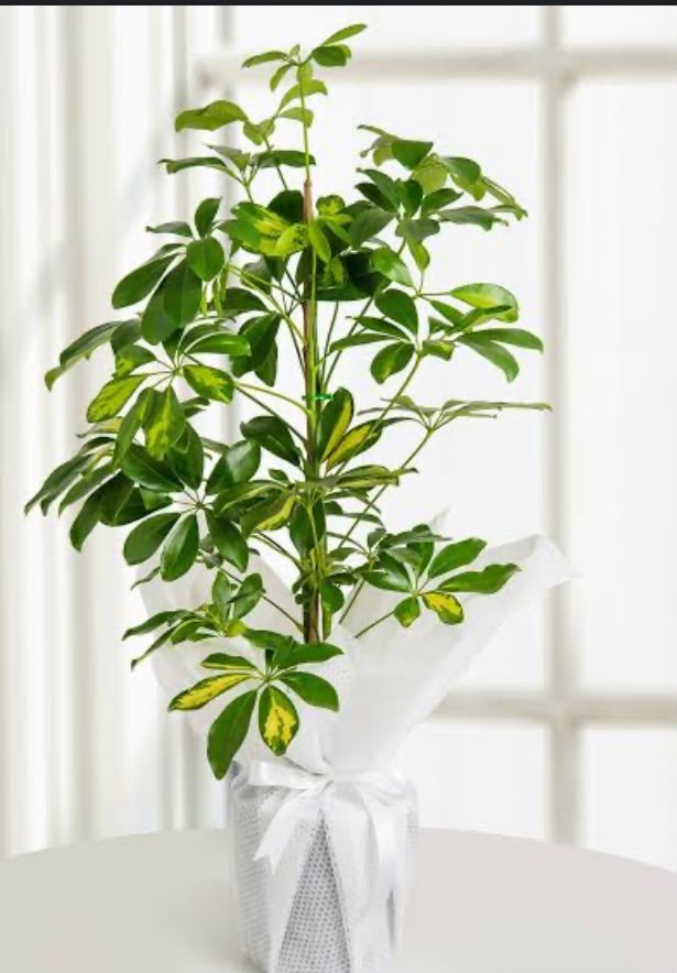 Şeflera (Schefflera) Saksı Çiçeği 90-120cm
